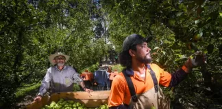 New deal secures more Pacific Islander farmworkers for Victoria