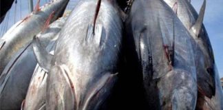 WTO Fisheries subsidies process changes to disadvantage developing countries