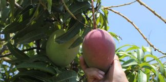 Seasonal workers arrive from Vanuatu to pick mangoes in Darwin
