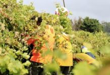 NZ quarantine-free travel for Pacific RSE workers to restart next month