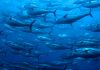 Scientists call for moratorium on ocean mining, fearing impact on Pacific tuna fishery