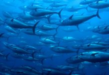 Scientists call for moratorium on ocean mining, fearing impact on Pacific tuna fishery