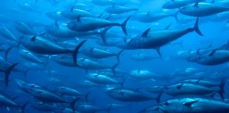 Scientists call for moratorium on ocean mining, fearing impact on Pacific tuna fishery