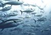 Tuna species recovering despite growing pressures on marine life