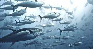 Tuna species recovering despite growing pressures on marine life