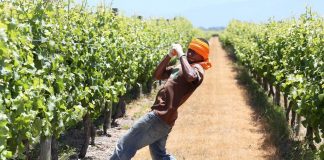 Vanuatu RSE workers excited about one-way travel bubble with NZ