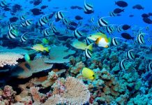Decade of climate breakdown saw 14 percent of coral reefs vanish