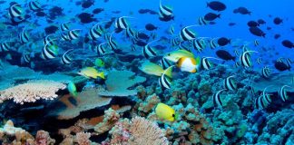 Decade of climate breakdown saw 14 percent of coral reefs vanish