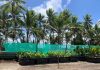 Atoll nation of Tuvalu adopts ‘cubes’ to step up nutritious food production