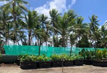 Atoll nation of Tuvalu adopts ‘cubes’ to step up nutritious food production