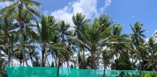 Atoll nation of Tuvalu adopts ‘cubes’ to step up nutritious food production