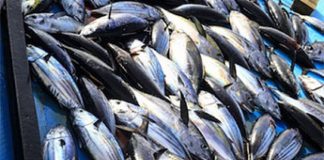 We must seal the fisheries deal: Falemaka