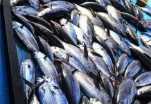 New Pacific Island Tuna brand aims to net funds for climate resilience projects