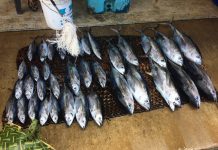 Depleting fishing grounds and the need to practice sustainable fishing at Titiana