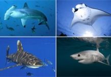 CITES Parties in the Pacific take part in training on implementation through fisheries legal frameworks