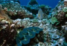 What’s behind Kiribati’s move to open marine reserve to fishing?