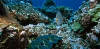 What’s behind Kiribati’s move to open marine reserve to fishing?