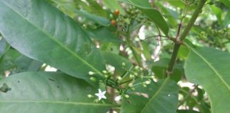 Traditional Samoan medicinal plant may be as good as ibuprofen for treating inflammation, study suggests