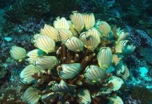 Government of Kiribati lifts closure of Phoenix Islands Protected Area