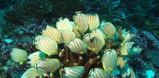 Government of Kiribati lifts closure of Phoenix Islands Protected Area