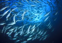 BBNJ Agreement comes into force, marking milestone for global ocean governance