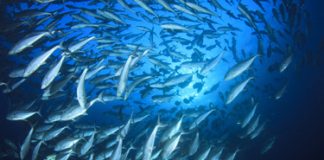 BBNJ Agreement comes into force, marking milestone for global ocean governance