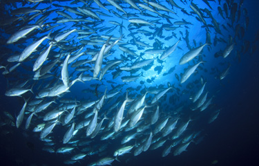 BBNJ Agreement comes into force, marking milestone for global ocean governance