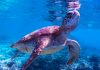New Report paves the way for Pacific Sea turtle extinction risk model