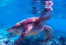 New Report paves the way for Pacific Sea turtle extinction risk model