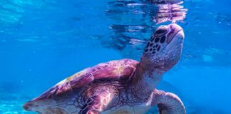 New Report paves the way for Pacific Sea turtle extinction risk model