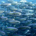 WCPFC faces test as expiration date nears for Tropical Tuna Measure