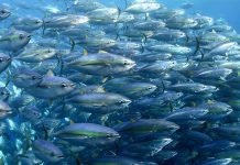 WCPFC faces test as expiration date nears for Tropical Tuna Measure