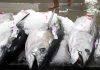 U.S request for more bigeye tuna denied by Pacific Tuna Commission