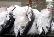 U.S request for more bigeye tuna denied by Pacific Tuna Commission
