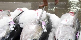U.S request for more bigeye tuna denied by Pacific Tuna Commission