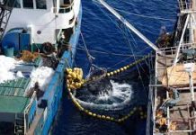 Bringing the Indian and Pacific Oceans together on IUU fishing