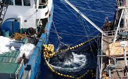 Bringing the Indian and Pacific Oceans together on IUU fishing