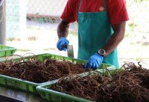 Australia’s commercial kava importation pilot officially launched