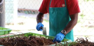 Australia’s commercial kava importation pilot officially launched