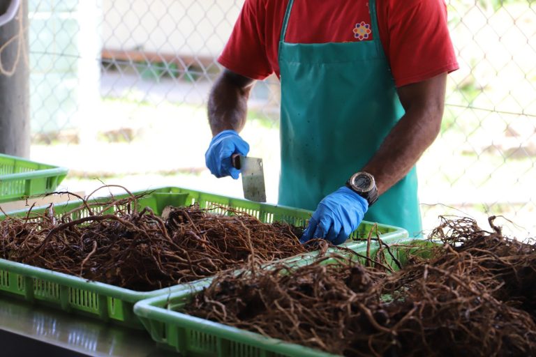 Australia’s commercial kava importation pilot officially launched