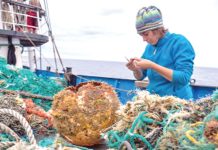 Pacific Ocean garbage patch is immense plastic habitat