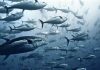 WCPFC tuna fishery needs better management: Pew