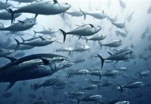WCPFC tuna fishery needs better management: Pew