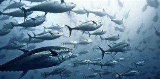 WCPFC tuna fishery needs better management: Pew