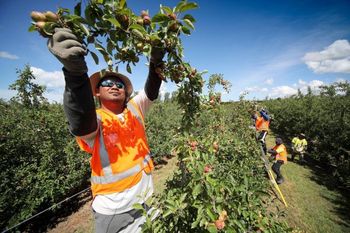 Relief for Tongan seasonal workers