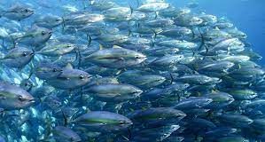 PNG NFA launches K105m coastal fisheries hub