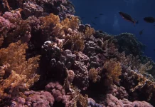 World fails to meet a single target to stop destruction of nature – UN report