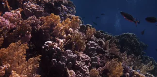 World fails to meet a single target to stop destruction of nature – UN report