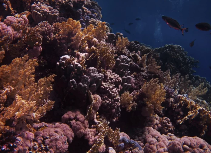 World fails to meet a single target to stop destruction of nature – UN report