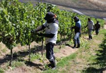 The social benefits of seasonal worker programmes